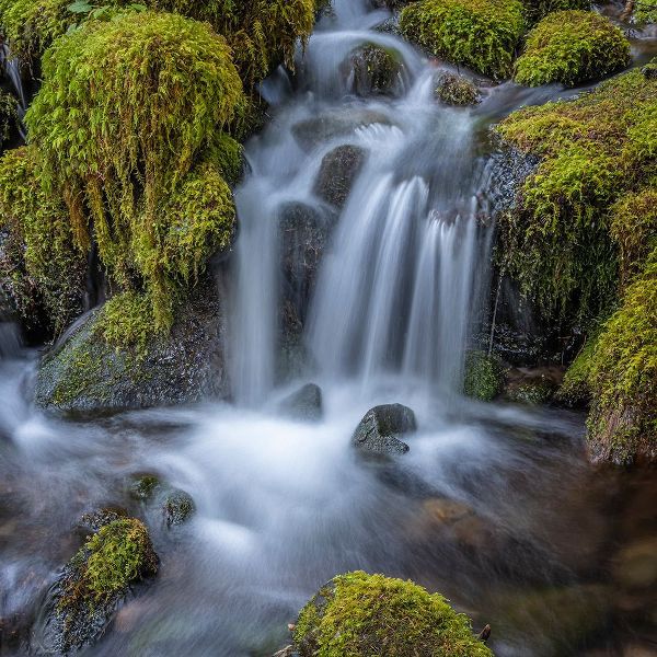 Jaynes Gallery 아티스트의 USA-Washington State-Olympic National Park Cedar Creek cascades through moss- covered boulders작품입니다.